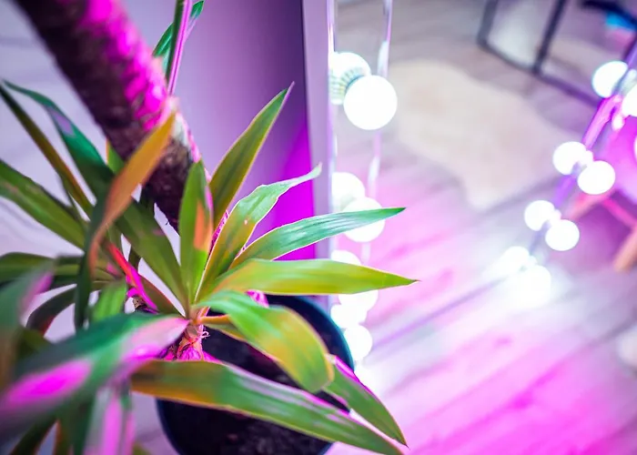 De Lux Jacuzzi Pat Rotund Semineu Zona Ford Apartment